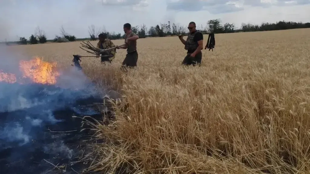 Врожай з 20 тисяч гектарів зібрали на Херсонщині, понад 5 тисяч гектарів згоріли