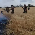 Поле згорілої пшениці або ячменю на Херсонщині після російських атак