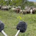 Згорілий степ біосферного заповідника Асканія-Нова, де тепер утворюються пилові смерчі.