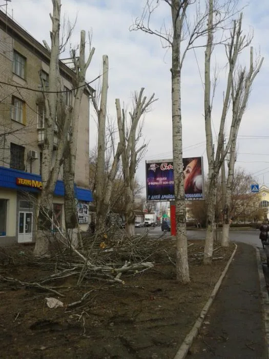В Херсоне продолжается уничтожение деревьев