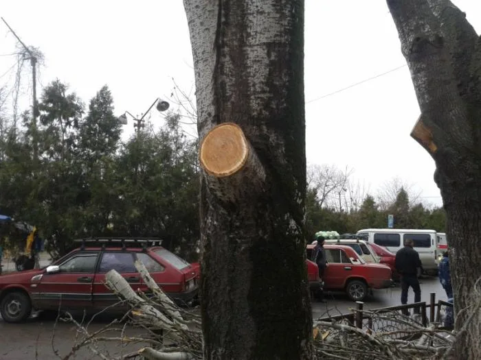 В Херсоне продолжается уничтожение деревьев