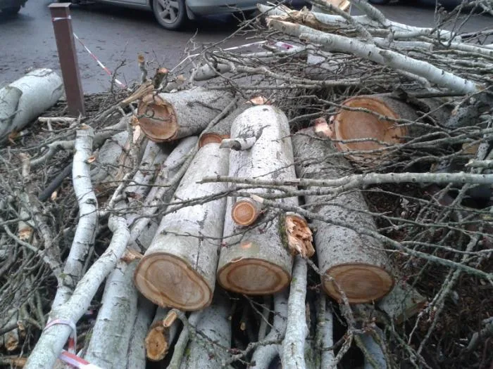 В Херсоне продолжается уничтожение деревьев