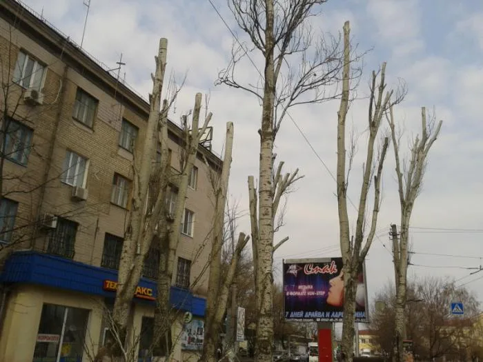 В Херсоне продолжается уничтожение деревьев