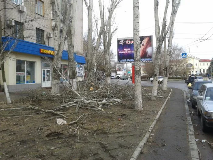В Херсоне продолжается уничтожение деревьев