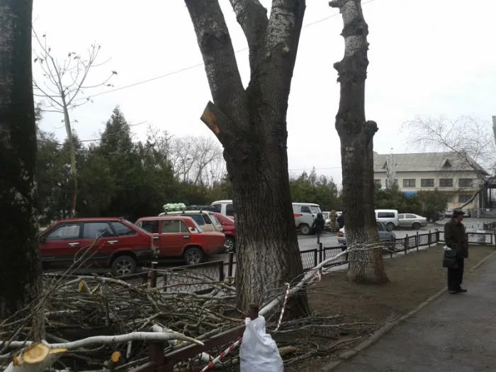 В Херсоне продолжается уничтожение деревьев