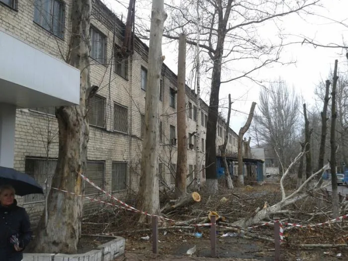 В Херсоне продолжается уничтожение деревьев