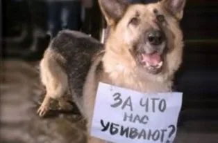 В Херсоне неизвестные травят бродячих собак