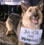 В Каховке неизвестные догхантеры травят собак