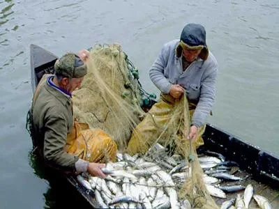В Азовском море необходимо запретить вылов рыбы на 5 лет – эксперт
