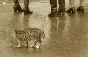 В Херсоне насчитали 14 тысяч бездомных животных