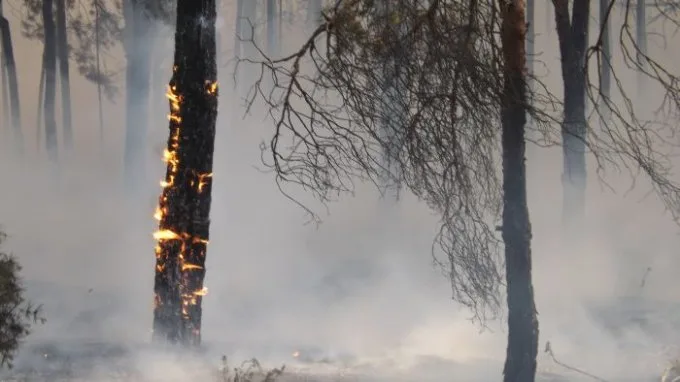 Возле Нечаево горит до 100 га леса