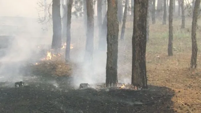 Возле Нечаево горит до 100 га леса