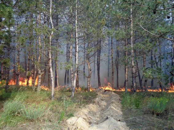Батальон терсамообороны “Херсон” также тушил лесной пожар. По факту возгорания возбуждено уголовное дело