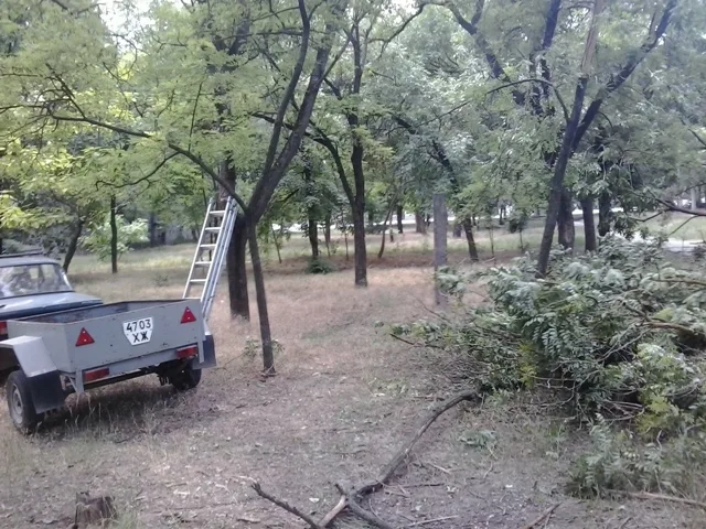 Глава Днепровского райсовета Толокнов просит Миколаенко наказать виновных в рубке деревьев