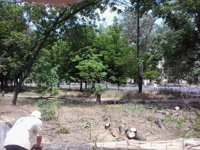 Глава Днепровского райсовета Толокнов просит Миколаенко наказать виновных в рубке деревьев