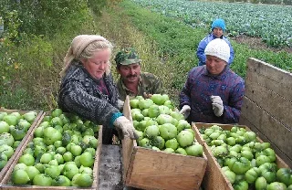 На Херсонщине собрали самый большой в стране урожай овощей