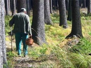 В херсонских лесах заблудились еще двое грибников