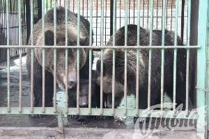 Животным в Херсоне места мало?