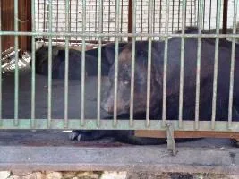 Из херсонского зооуголка в Гидропарке сбежал медведь. Эвакуировали отдыхающих