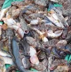 В Азовском море возле Геническа пограничники задержали браконьеров