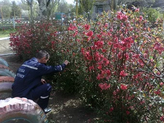 В Каланчаке возле школы спасатели отловили степную гадюку