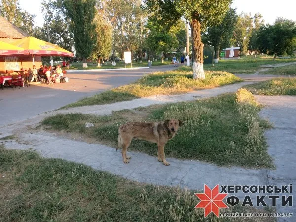 Бродячая собака напала на ребенка в Гидропарке?