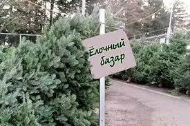Полицейские и лесники готовятся защищать ёлки от браокньеров