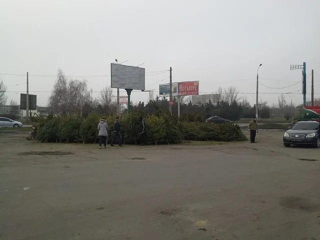 В Херсоне активисты взялись за проверку легальности торговли елками
