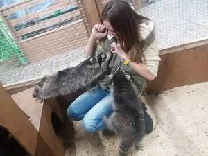 Страна “ЕнотиЯ” откроется уже к концу недели