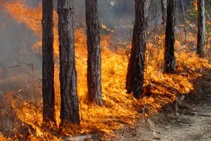 В Херсоне чиновники и общественность думают, где взять деньги на лесников