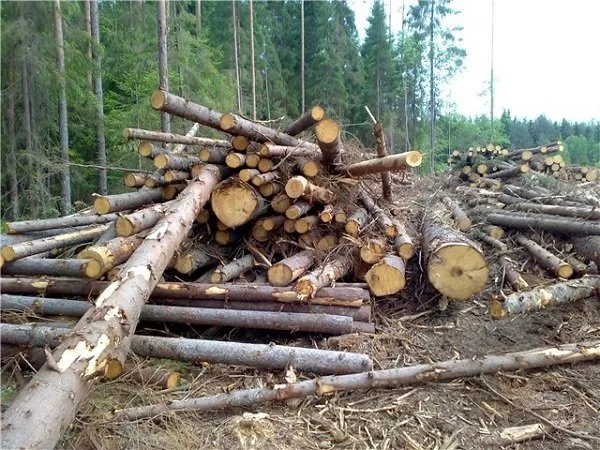 В Херсонском обллесхозе хотят, чтобы их финансировал областной бюджет