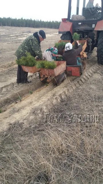 Молодые леса сажают за средства благотворителей на Херсонщине