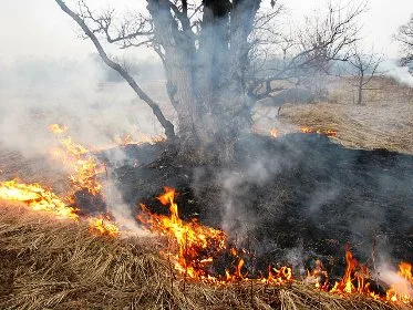 За сутки в области произошло 5 возгораний камыша и сухой травы