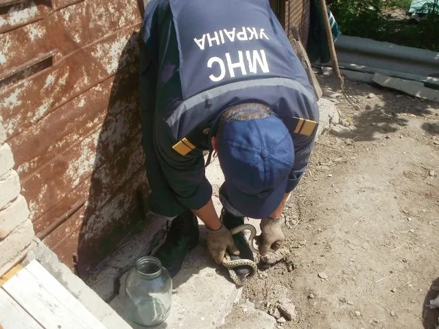 В Каланчаке спасатели ловили в хозпристройке гадюку