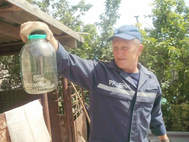 В Каланчаке спасатели ловили в хозпристройке гадюку