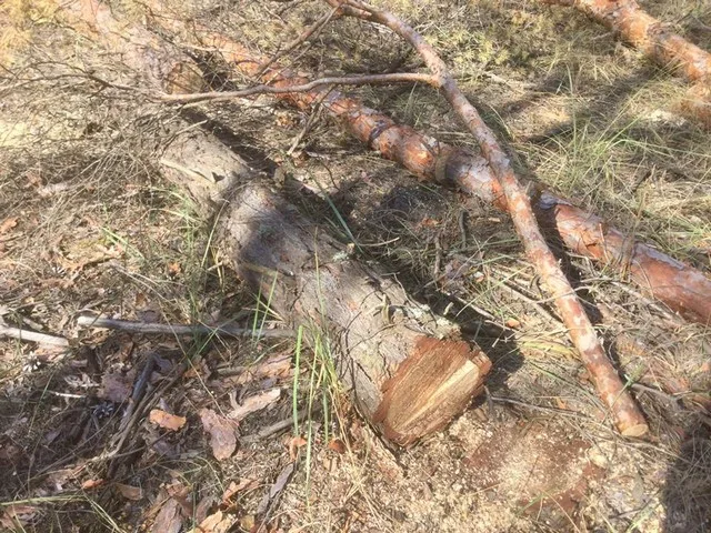 На Херсонщині боротьба з лісовими браконьєрами увійшла в активну фазу