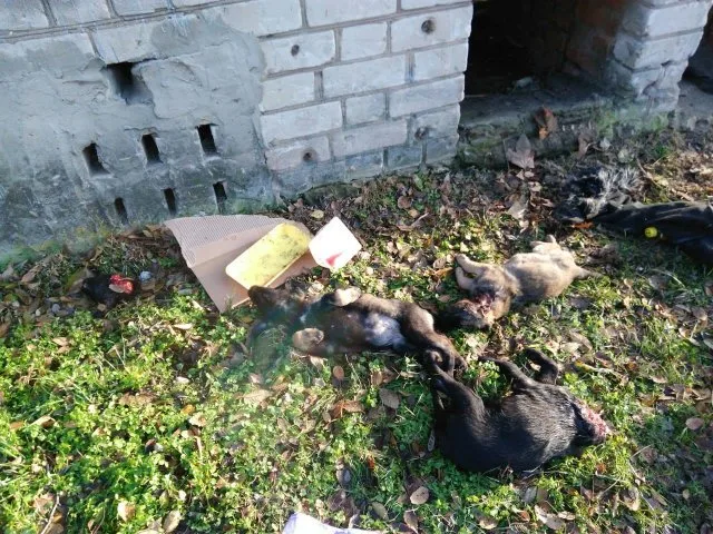 В Херсоне полиция расследует жестокое убийство животных