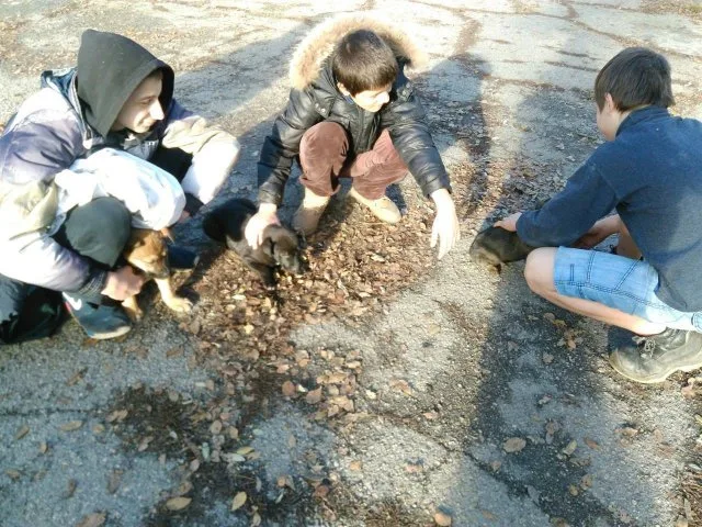 В Херсоне полиция расследует жестокое убийство животных