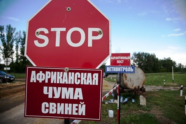 Африканская чума свиней уже в Голопристанском районе