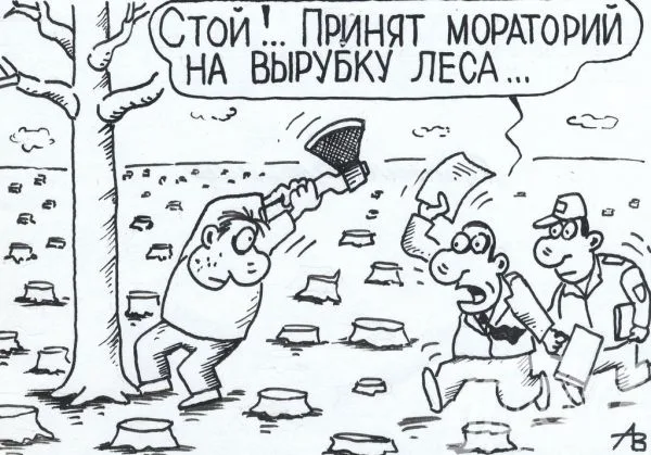 Болит душа за лес
