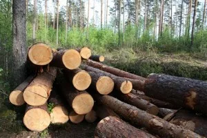 В херсонских лесах процветает браконьерство