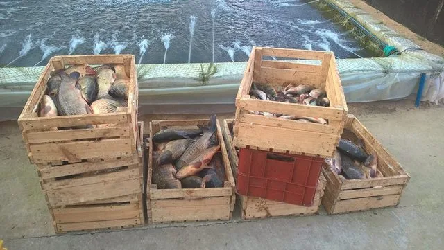 Збурьевских браконьеров заставили выпустить 7 тонн карася обратно в водоем