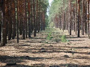 В Олешках снова заговорили о создании искусственного леса