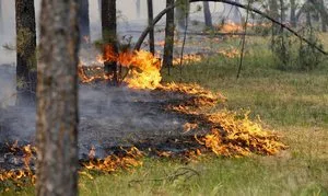 Леса на Херсонщине некому охранять – все пожарные уволились