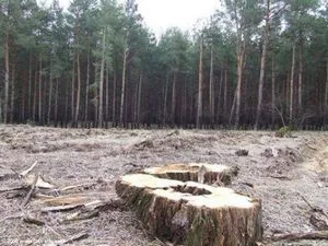 Збурьевские лесники поставили ХОГА перед фактом: вырубка будет!