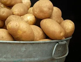 Продавцы на оптовых рынках активно повышают цены на картофель