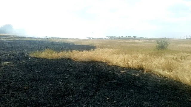 В Белозерском районе в пожаре выгорели 4 га пшеницы
