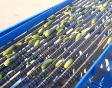 КЭМЗ начал производство оборудования по переработке салатного перца и огурца для Армении