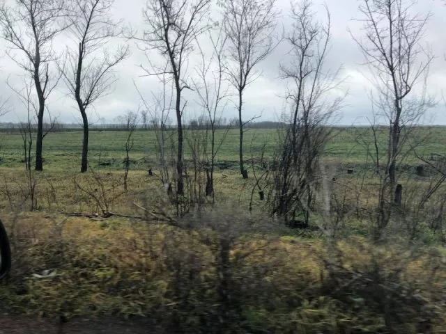 На Херсонщине местами практически полностью вырублены лесополосы