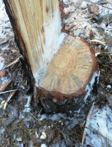 Экологи оперативно отреагировали на жалобу граждан